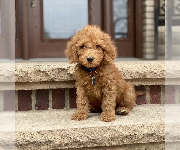 Medium Photo #1 Poodle (Standard) Puppy For Sale in WOLCOTT, IN, USA
