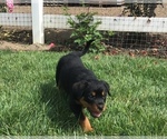 Small Photo #23 Rottweiler Puppy For Sale in OAK GLEN, CA, USA