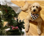 Small Photo #1 Golden Retriever-Goldendoodle Mix Puppy For Sale in NIANGUA, MO, USA