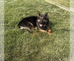 Small Photo #1 German Shepherd Dog Puppy For Sale in SUMPTER TWP, MI, USA