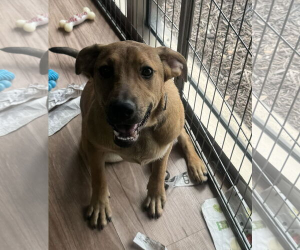 Medium Photo #3 Mutt Puppy For Sale in Royal Palm Beach, FL, USA