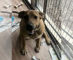 Small #2 Mutt