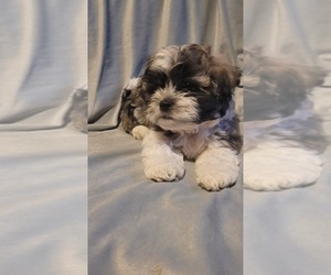 Zuchon Puppy for sale in DEXTER, MO, USA
