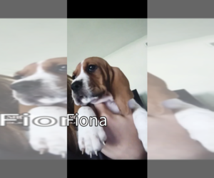 Basset Hound Puppy for sale in JEFFERSON CITY, MO, USA