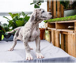 Small #14 Great Dane