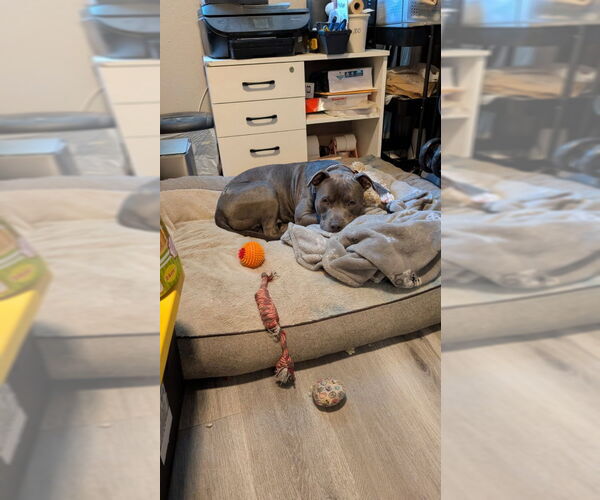 Medium Photo #2 American Pit Bull Terrier-American Staffordshire Terrier Mix Puppy For Sale in San Diego, CA, USA