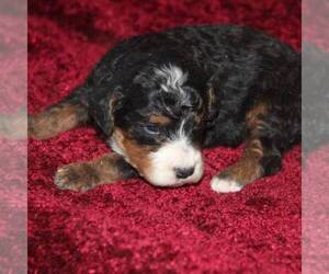 Bernedoodle-Poodle (Miniature) Mix Puppy for sale in STANLEY, WI, USA