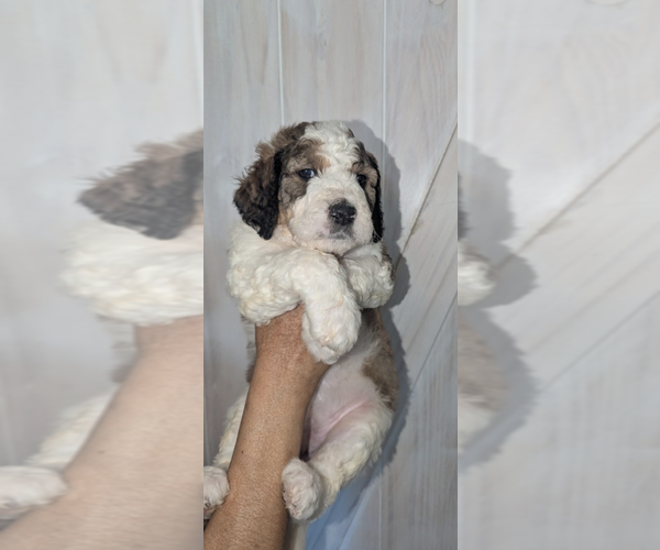 Medium Photo #8 Double Doodle Puppy For Sale in FAIRFIELD, CA, USA