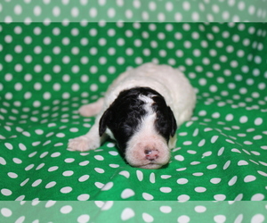 Goldendoodle (Miniature) Puppy for sale in BLMGTN, IN, USA