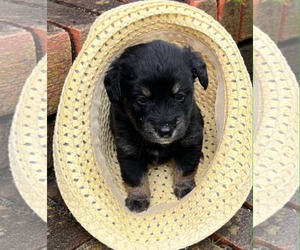 Mutt Dogs for adoption in Royal Palm Beach, FL, USA