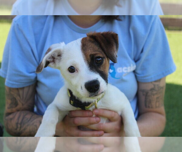 Medium Photo #1 Jack Russell Terrier-Unknown Mix Puppy For Sale in Chestertown, MD, USA