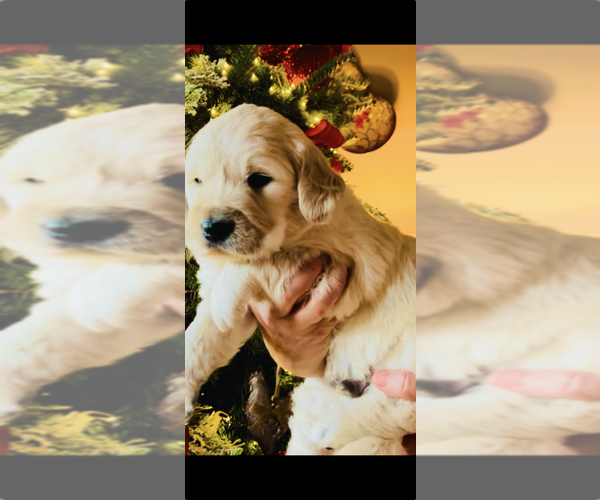Medium Photo #2 English Cream Golden Retriever Puppy For Sale in Normandy, TN, USA