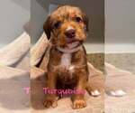Small Mutt