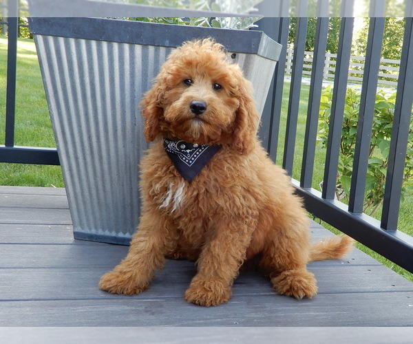 Medium Photo #3 Goldendoodle (Miniature) Puppy For Sale in MILLERSBURG, OH, USA