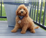 Small #2 Goldendoodle (Miniature)