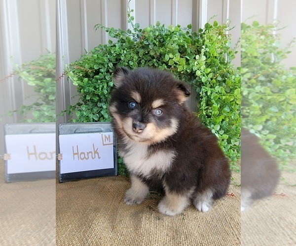 Medium Photo #9 Pomsky Puppy For Sale in BELLEVUE, IA, USA