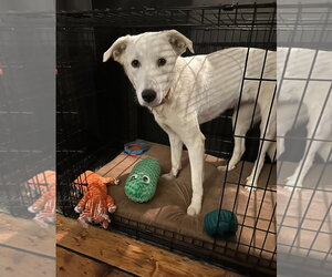 Great Pyrenees-Unknown Mix Dogs for adoption in Croydon, NH, USA