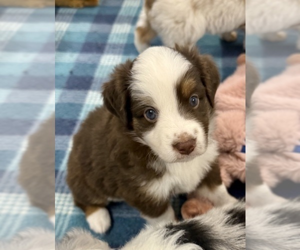 Medium Photo #13 Miniature Australian Shepherd Puppy For Sale in ANTHONY, FL, USA