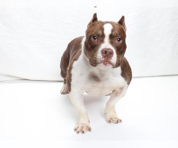 Medium Photo #1 Mutt Puppy For Sale in Burbank, CA, USA