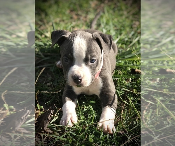 Medium Photo #1 American Bully Puppy For Sale in SALEM, IL, USA