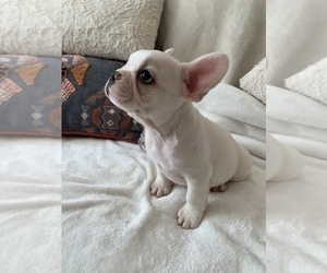 French Bulldog Puppy for sale in JOHNS ISLAND, SC, USA