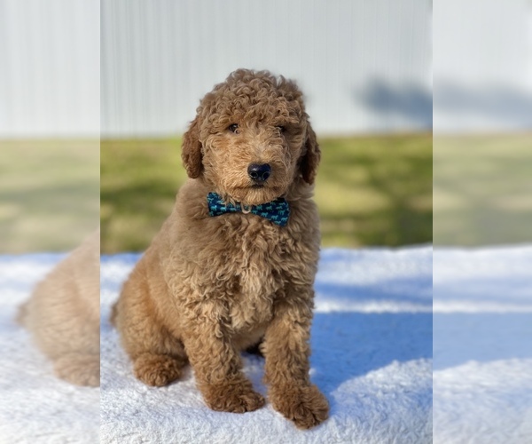 Medium Photo #9 Goldendoodle (Miniature) Puppy For Sale in FROSTPROOF, FL, USA