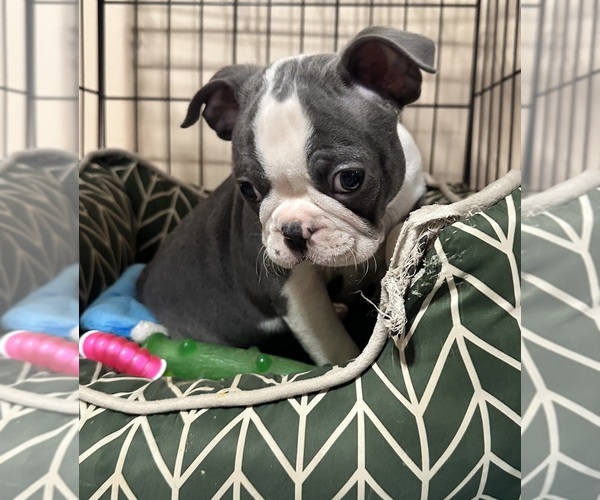 Medium Photo #4 Boston Terrier Puppy For Sale in FLINT, MI, USA