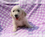 Small #7 Golden Retriever