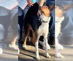 Small German Shepherd Dog Mix