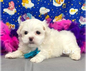 Maltese Puppy for sale in WINNSBORO, LA, USA