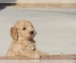 Small Photo #4 Goldendoodle-Poodle (Standard) Mix Puppy For Sale in EMMETT, ID, USA