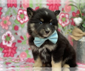 Pomsky Puppy for sale in LANCASTER, PA, USA
