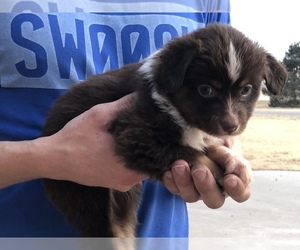 Miniature Australian Shepherd Puppy for sale in WINONA, KS, USA