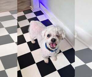 Bichon Frise Dogs for adoption in Mount Pleasant, SC, USA