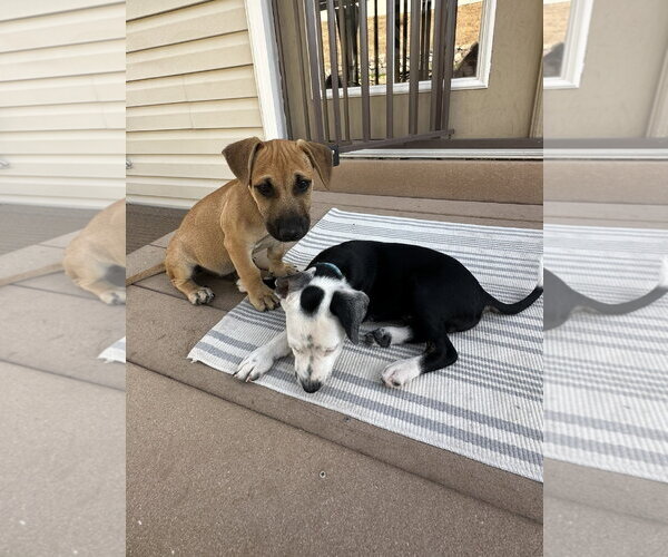 Medium Photo #3 Mutt Puppy For Sale in Sandy, UT, USA
