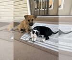 Small #2 Mutt