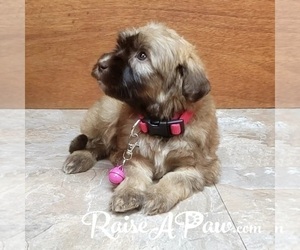 Whoodle Puppy for sale in OVERGAARD, AZ, USA