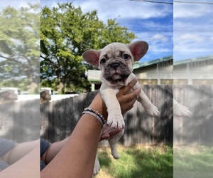 French Bulldog Puppy for sale in UNIVERSITY PARK, TX, USA