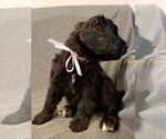 Small Photo #8 Bernedoodle Puppy For Sale in GRANTSVILLE, UT, USA