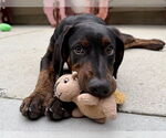 Small Doberman Pinscher-Plott Hound Mix