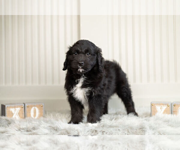 Medium Photo #3 Miniature Australian Shepherd-Poodle (Toy) Mix Puppy For Sale in WARSAW, IN, USA