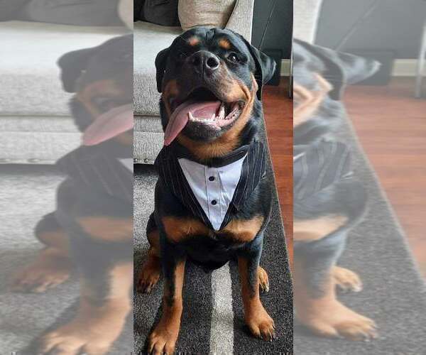 Medium Photo #11 Rottweiler Puppy For Sale in VONORE, TN, USA