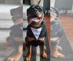 Small #10 Rottweiler