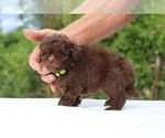 Small #13 ShihPoo