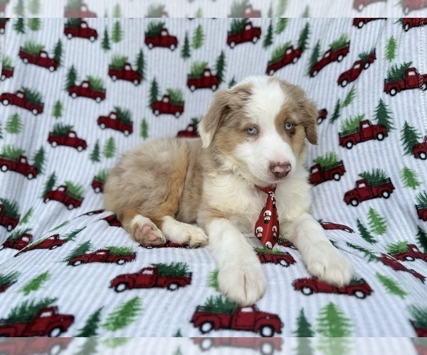 Medium Photo #2 Miniature Australian Shepherd Puppy For Sale in LAKELAND, FL, USA