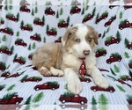 Small #1 Miniature Australian Shepherd