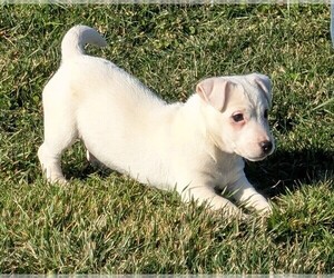 Jack Russell Terrier Puppy for sale in APPLE GROVE, WV, USA
