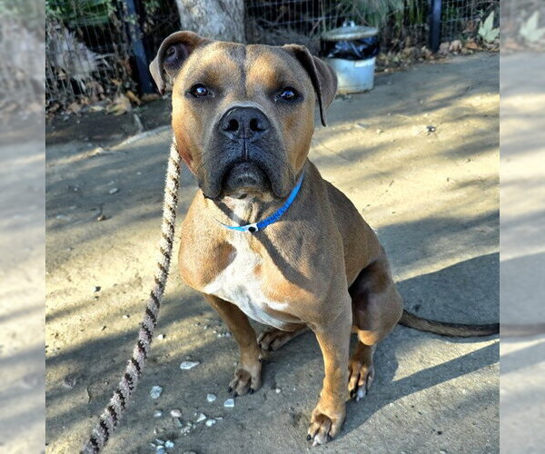 Medium Photo #1 Mutt Puppy For Sale in Long Beach, CA, USA