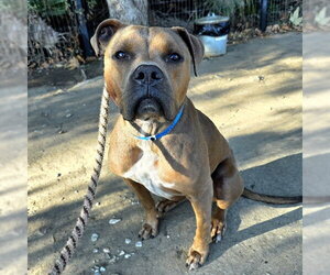 Mutt Dogs for adoption in Long Beach, CA, USA