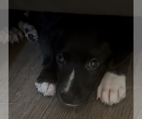 Medium Photo #3 American French Bull Terrier-Chihuahua Mix Puppy For Sale in MIAMI, FL, USA
